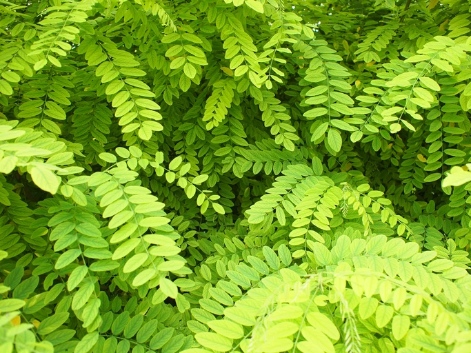 Klotrobinia 'Umbraculifera' 10-12