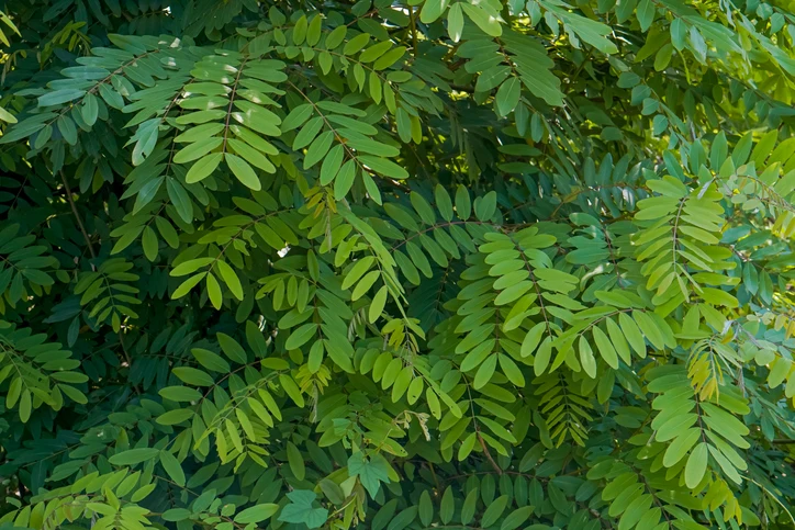 Robinia 'Bessoniana' 12-14