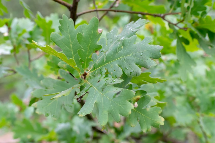 Pelarek 'Fastigiata Koster' 10-12