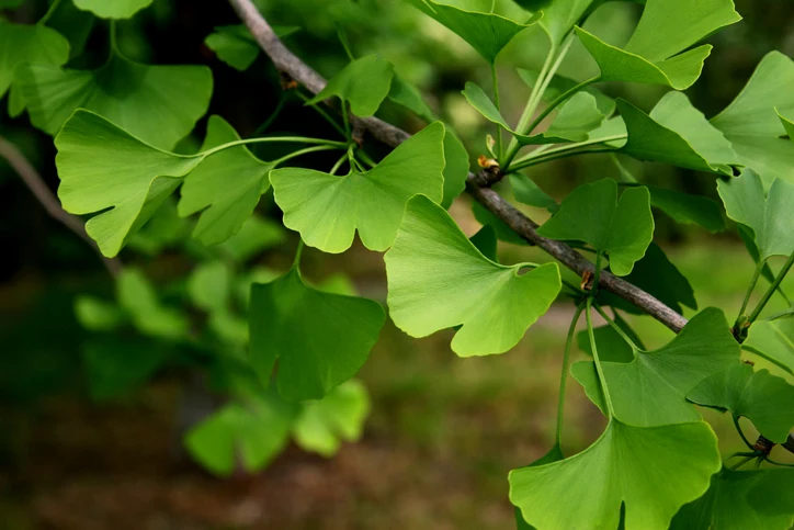 Ginkgo 12-14