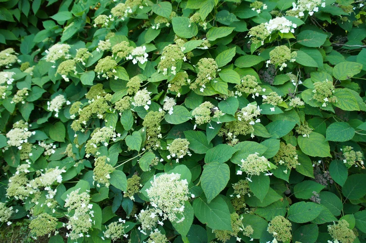 Klätterhortensia 60-80 cm