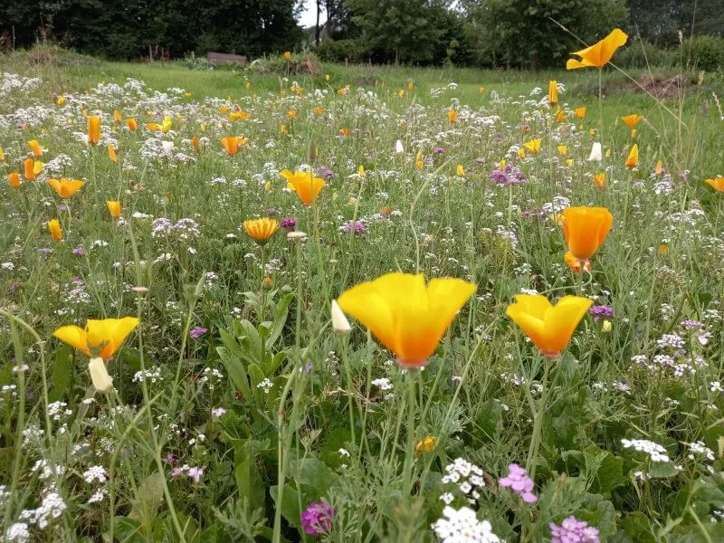 Blomsterblandning för krukor/planteringslådor - 50 kvm
