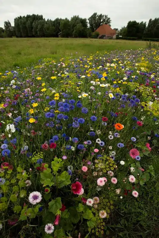 Plocka-själv-blommor blomsterblandning - 50 kvm