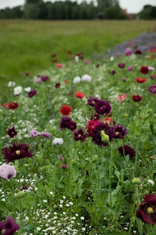 Torkade blommor blomsterblandning - 50 m2
