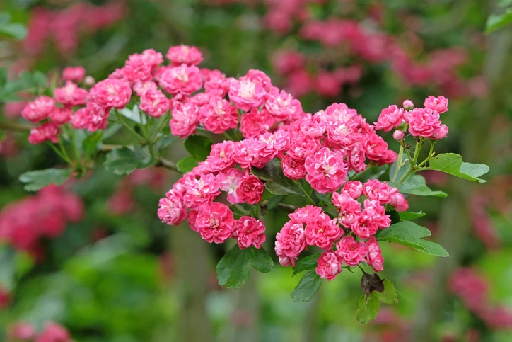 Rosenhagtorn 'Paul's Scarlet' 12-14