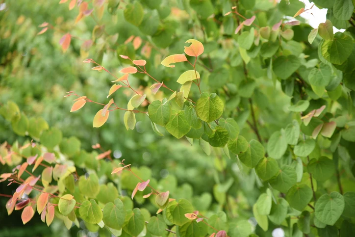 Katsura 18-20