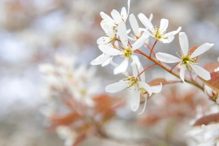 Storblommig häggmispel 'Robin Hill' 10-12