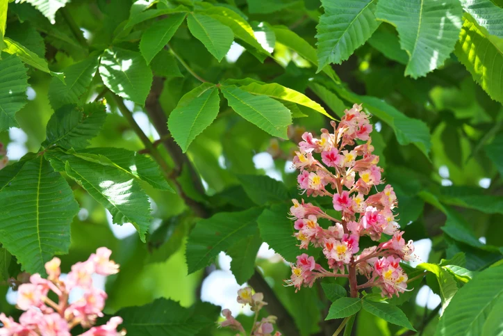 Rödblommig höstkastanj 12-14