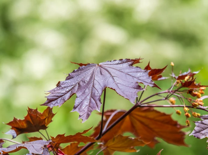 Skogslönn 'Royal Red' 10-12