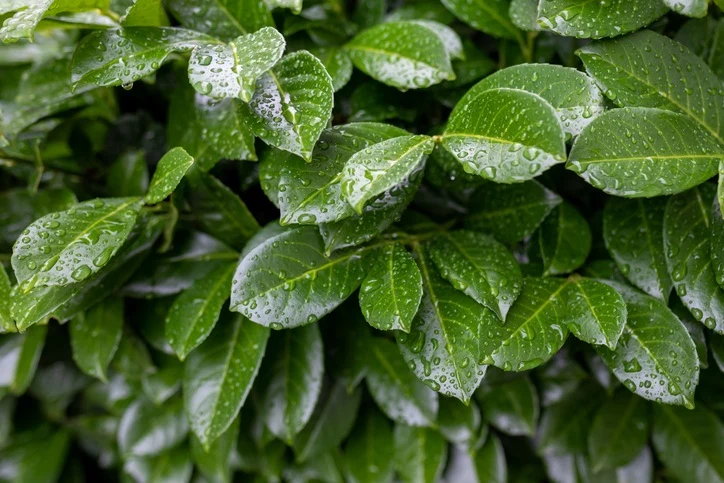 Lagerhägg 'Etna' 40-60 cm 120-pack (30 meter)