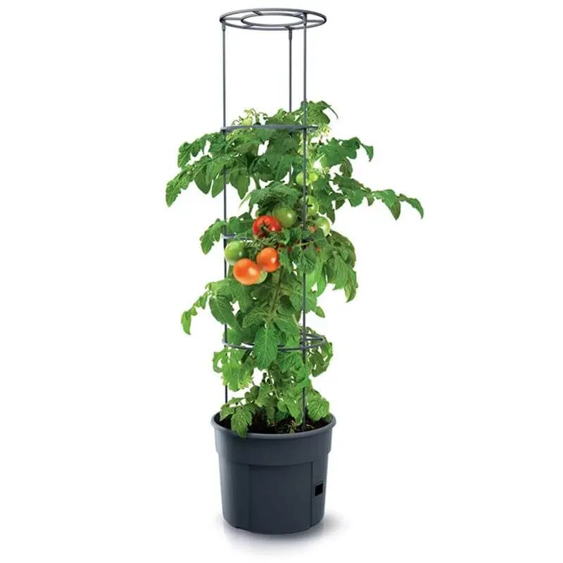 Tomatkruka med spaljé 12 liter