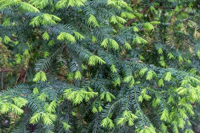 Hemlock 150-175 cm