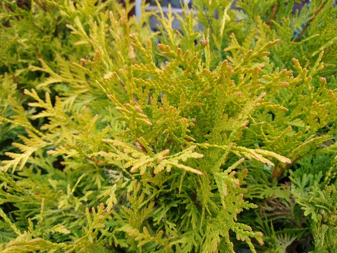 Guldthuja 'Sunkist' 30-40 cm