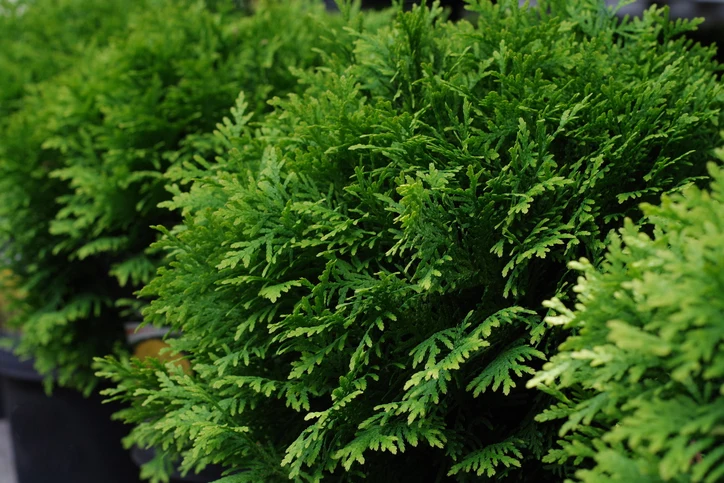 Thuja Danica 40-50 cm