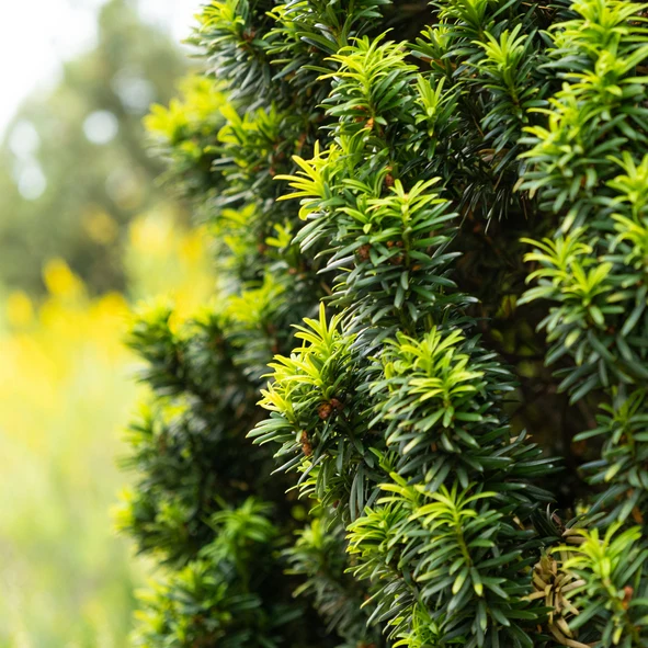Pelarformad idegran 'Fastigiata Robusta' 60-70 cm
