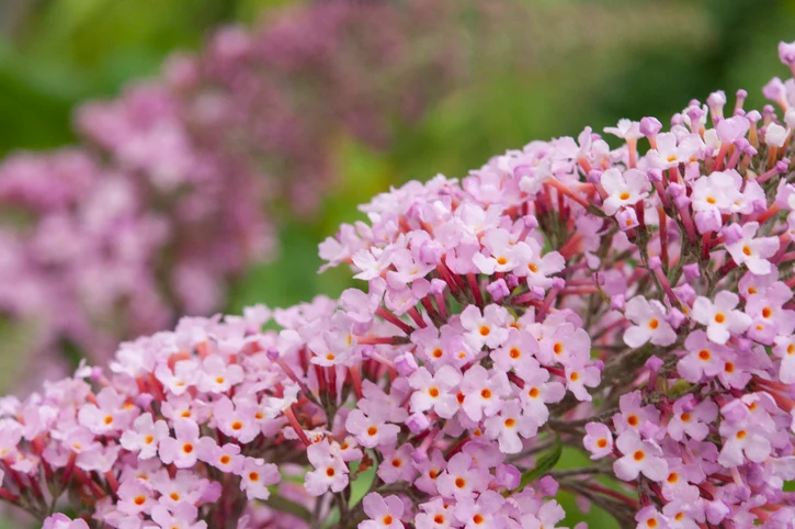 Syrenbuddleja 'Pink Delight' 60-100 cm