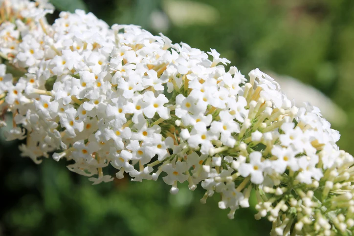 Syrenbuddleja 'Peace' 60-100 cm