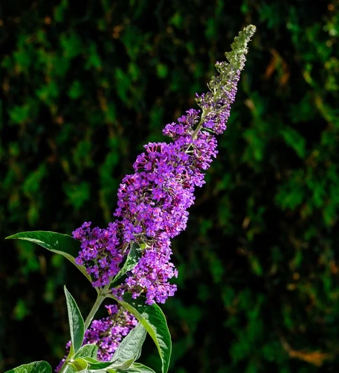 Syrenbuddleja 'Nanho Purple' 60-100 cm