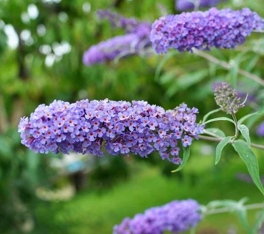 Syrenbuddleja 'Nanho Blue' 60-100 cm