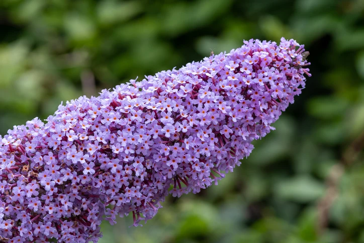 Syrenbuddleja 'Ile de France' 60-100 cm