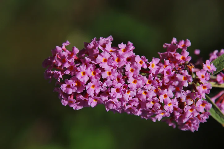 Syrenbuddleja 'Fascination' 60-100 cm