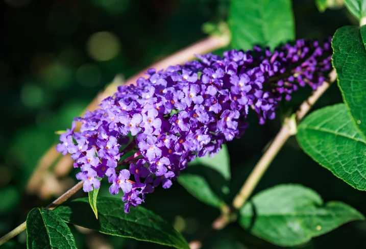 Syrenbuddleja 'Empire Blue' 60-100 cm