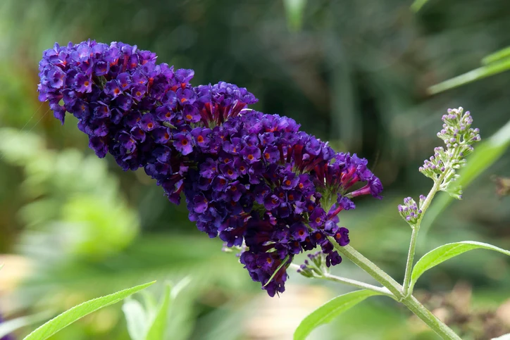 Syrenbuddleja 'Black Knight' 60-100 cm