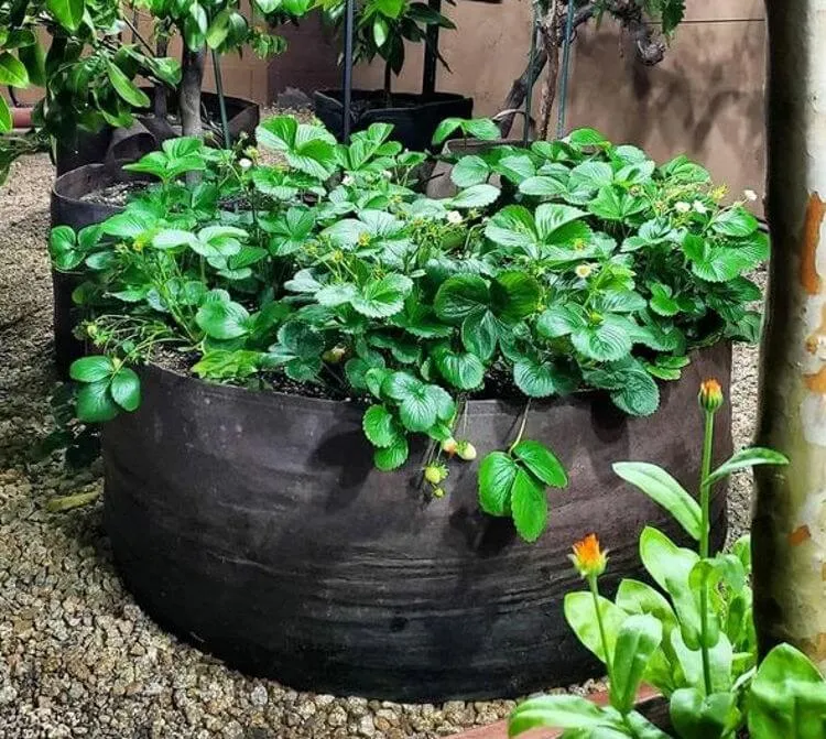 Rund filt/tyg odlingsbädd Ø:125 H:30 cm