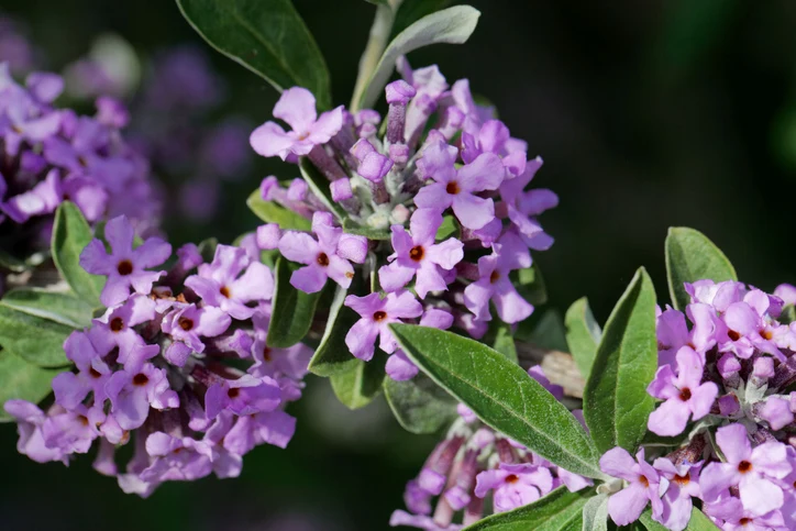 Sommarbuddleja 60-100 cm