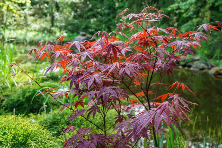 Japansk blodlönn 'Atropurpureum' 60-80 cm