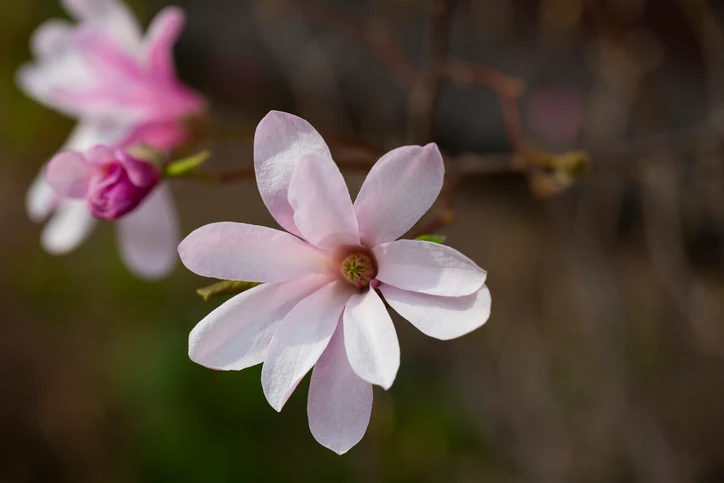 Hybridmagnolia 'Leonard Messel' 40-60 cm