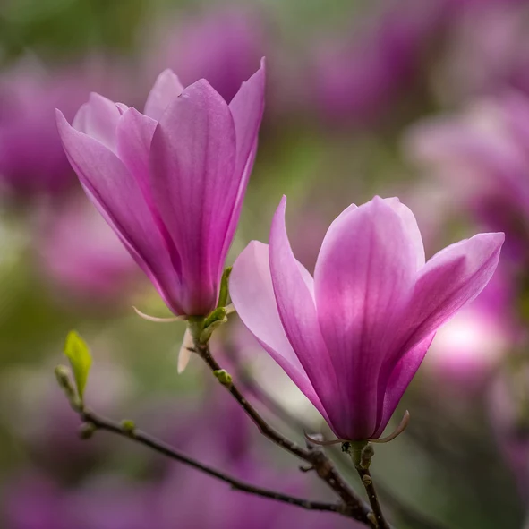 Rosenmagnolia 'Susan' 40-60 cm