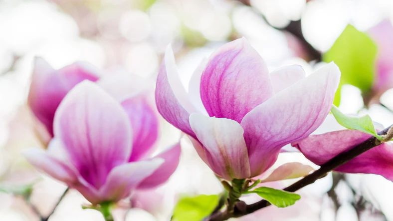 Praktmagnolia 40-60 cm