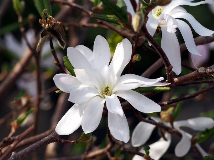Stjärnmagnolia 60-100 cm