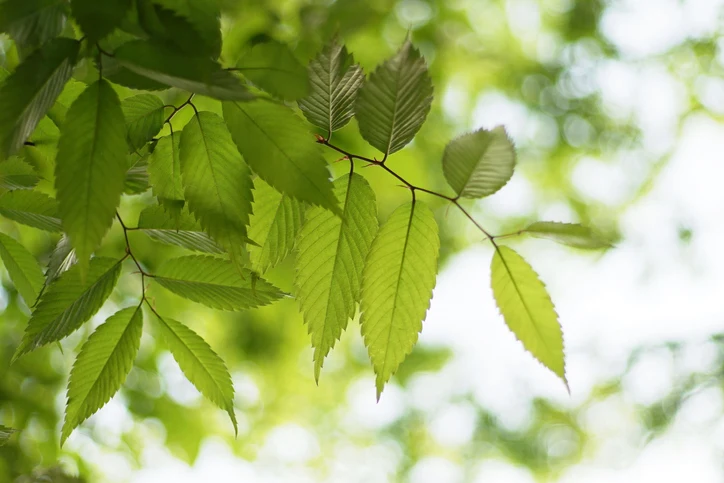 Japansk zelkova 10-12