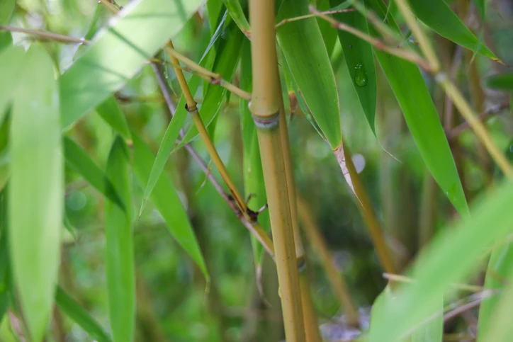 Gul sicksackbambu 'Spectabilis' 100-150 cm