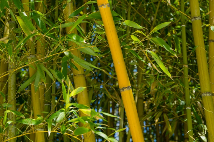 Gul sicksackbambu 'Aureocaulis' 100-150 cm