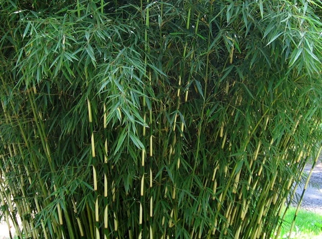 Pandabambu 'Campbell' 80-100 cm