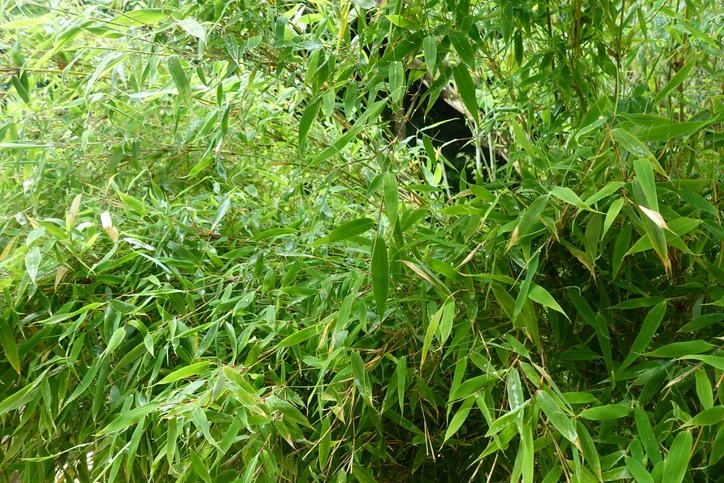 Bergbambu 'Jumbo' 40-60 cm