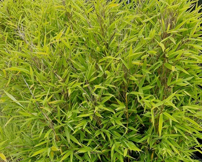 Bergbambu 'Bimbo' 40-60 cm