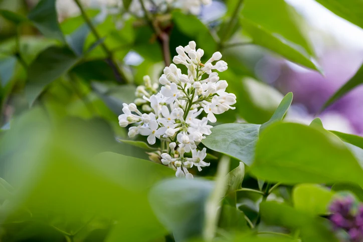 Vit bondsyren 'Alba' 40-60 cm