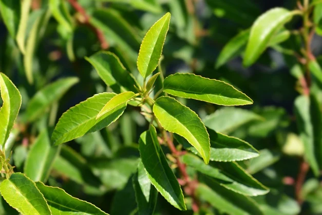 Portugisisk lagerhägg 'Angustifolia' 60-80 cm