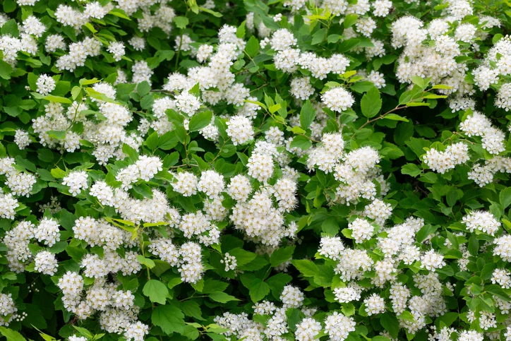 Brudspirea 40-60 cm