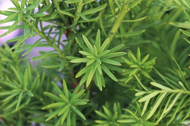 Hybrididegran 'Hicksii' 70-80 cm