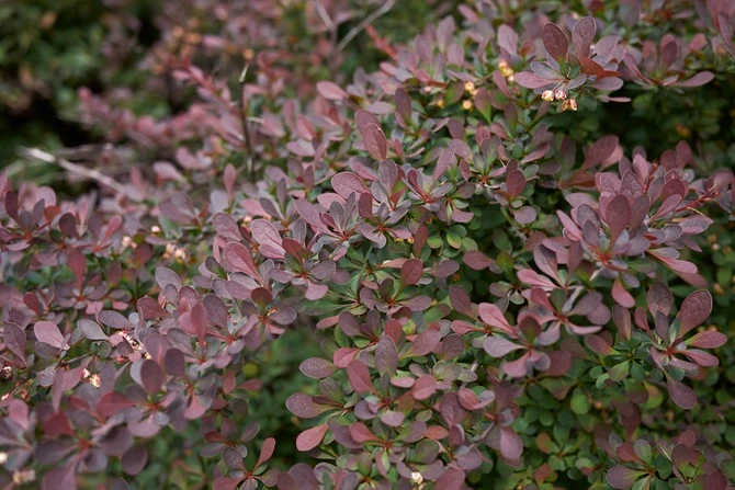 Röd häckberberis 'Atropurpurea' 60-80 cm