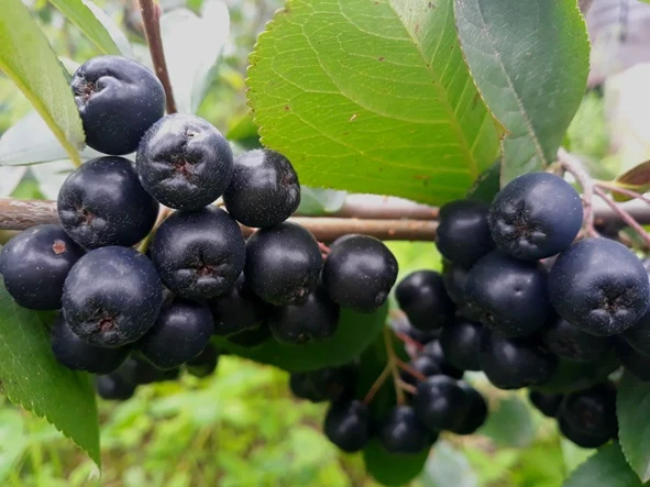 Slånaronia 'Viking' 60-100 cm