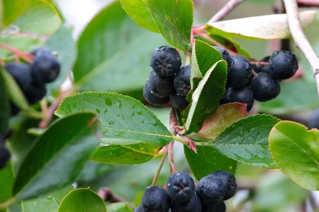Svartaronia 'Hugin' 40-60 cm