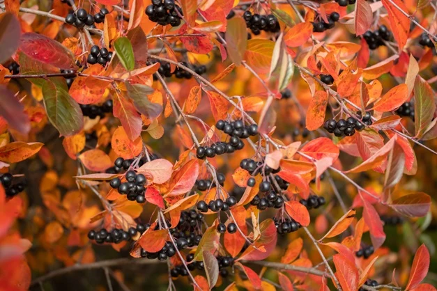 Svartaronia 100-150 cm