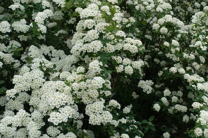 Bukettspirea 60-100 cm