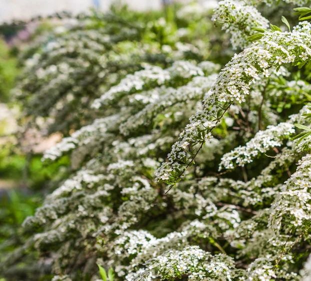 Norskspirea 'Grefsheim' 40-60 cm